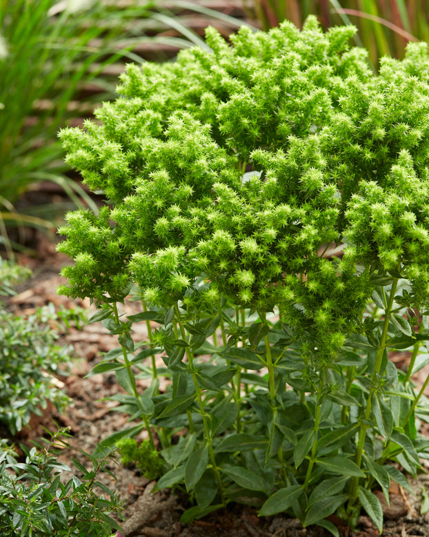 Phlox 'Green Lion'