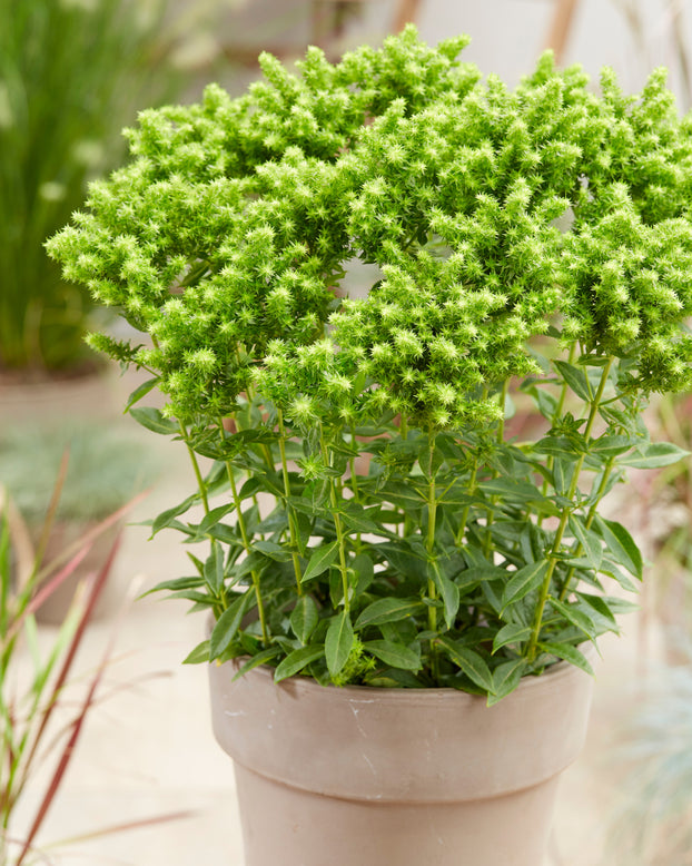 Phlox 'Green Lion'