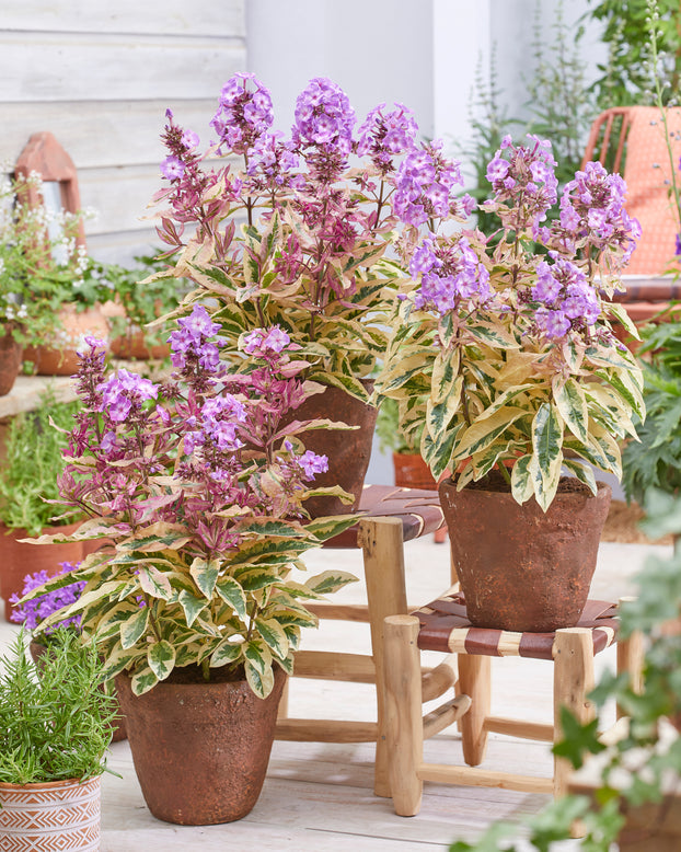 Phlox 'Olympus'