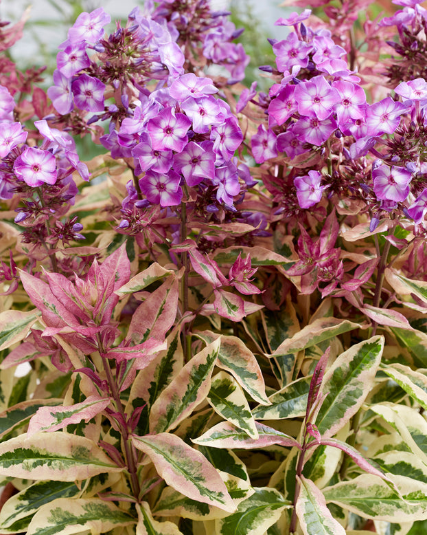 Phlox 'Olympus'