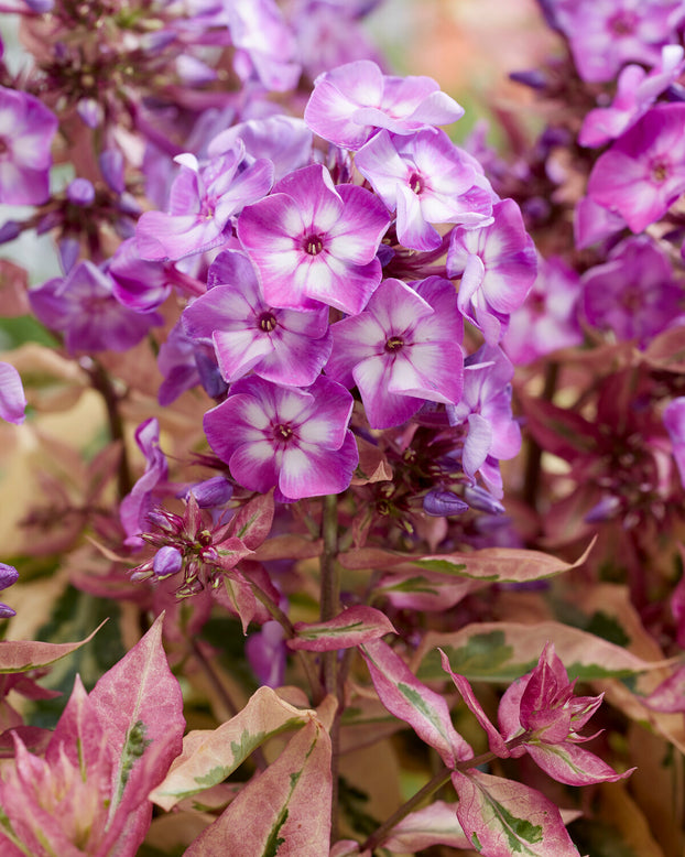 Phlox 'Olympus'