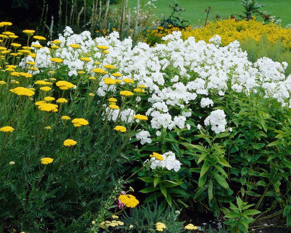 Phlox 'Rembrandt'