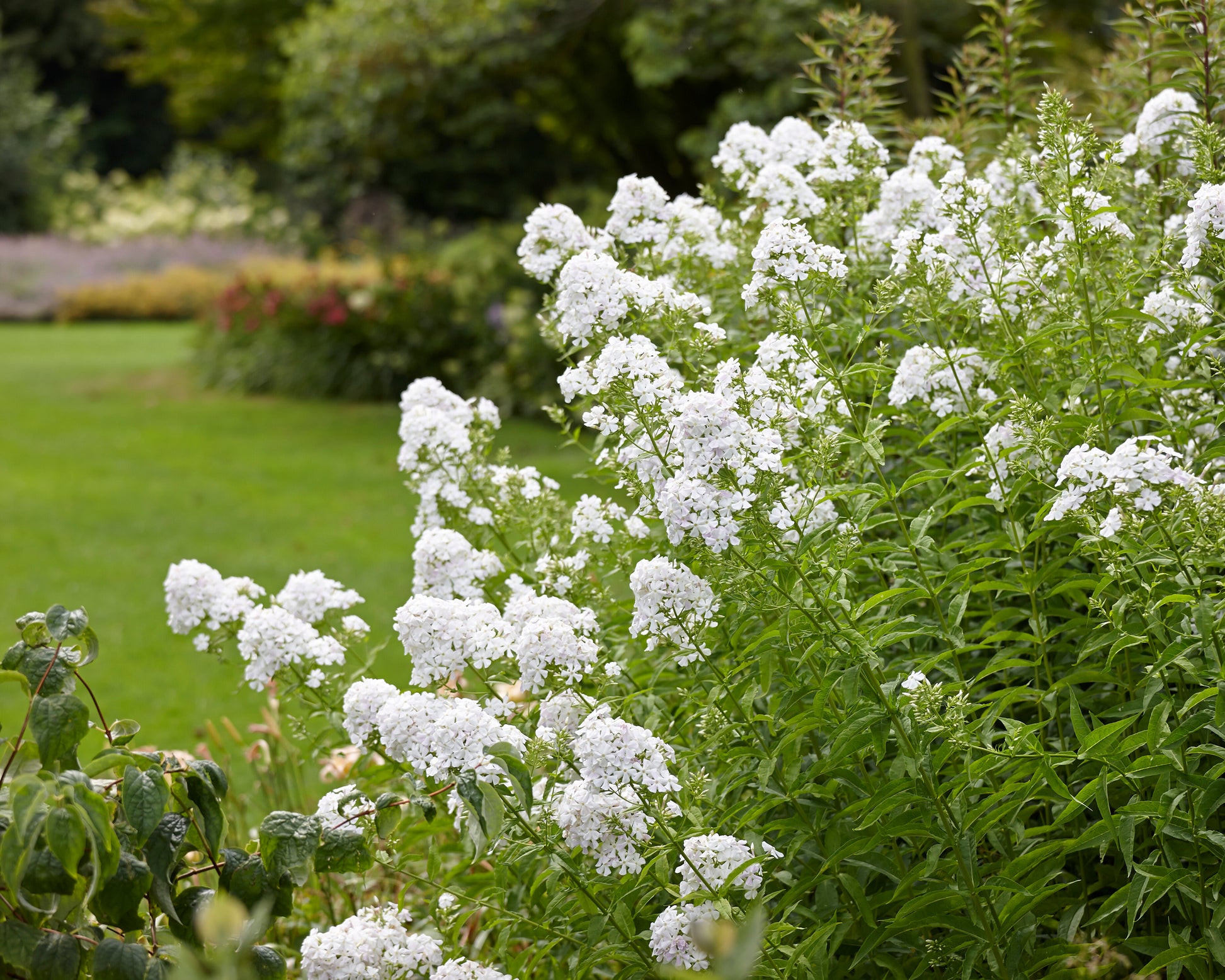 Phlox paniculata 'Rembrandt' bare roots | Buy white phlox online at ...