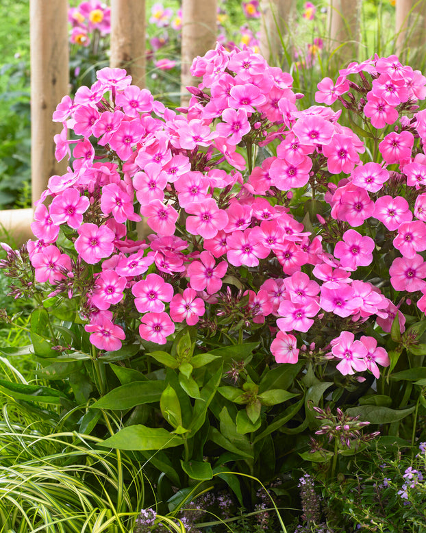 Phlox 'Sweet Summer Candy'