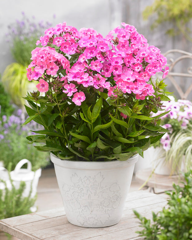 Phlox 'Sweet Summer Candy'