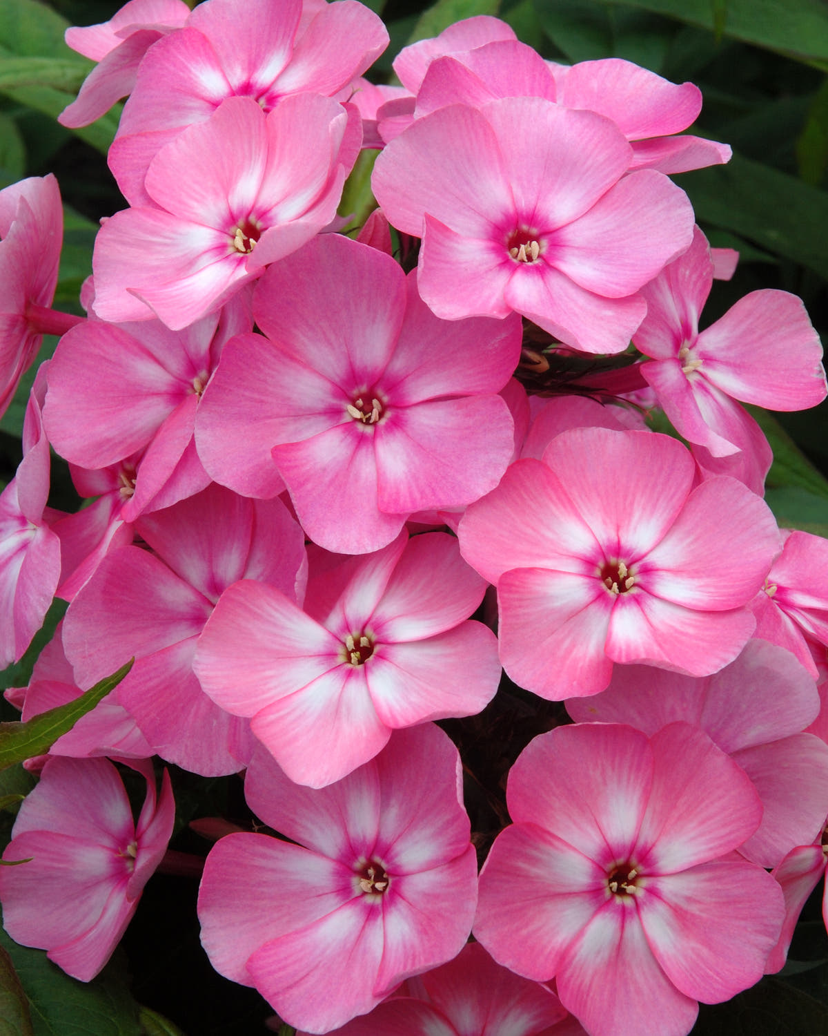 Phlox 'Sweet Summer Candy'
