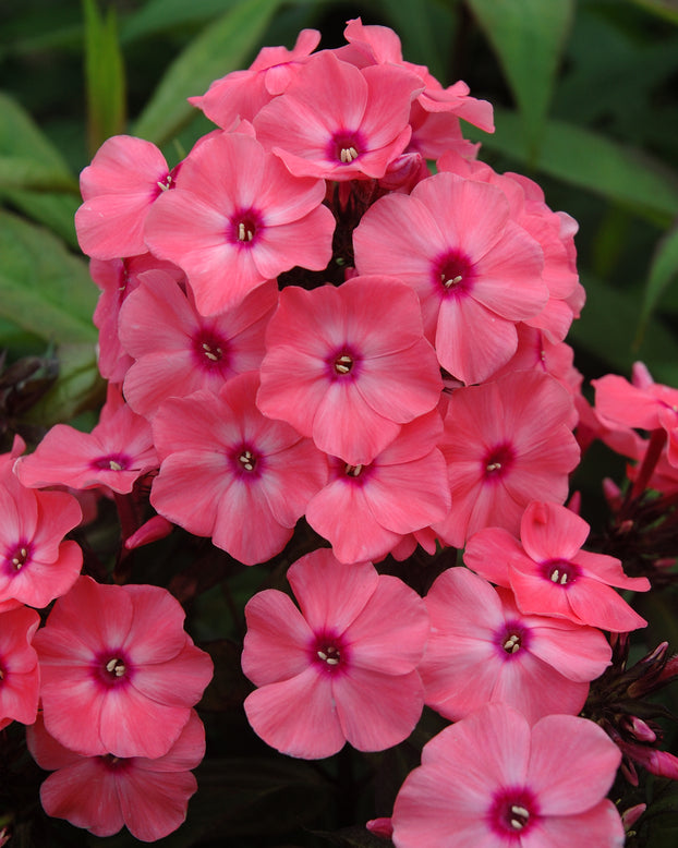 Phlox 'Sweet Summer Dream'