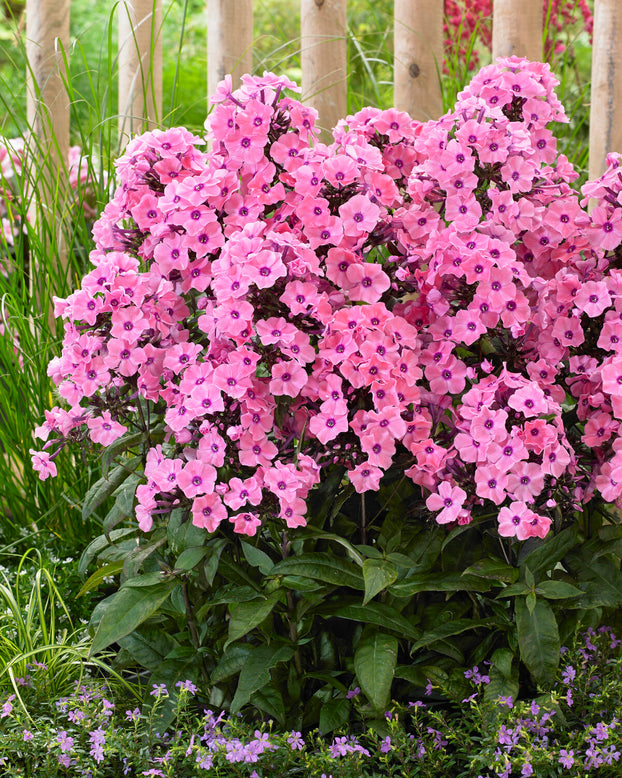 Phlox 'Sweet Summer Dream'