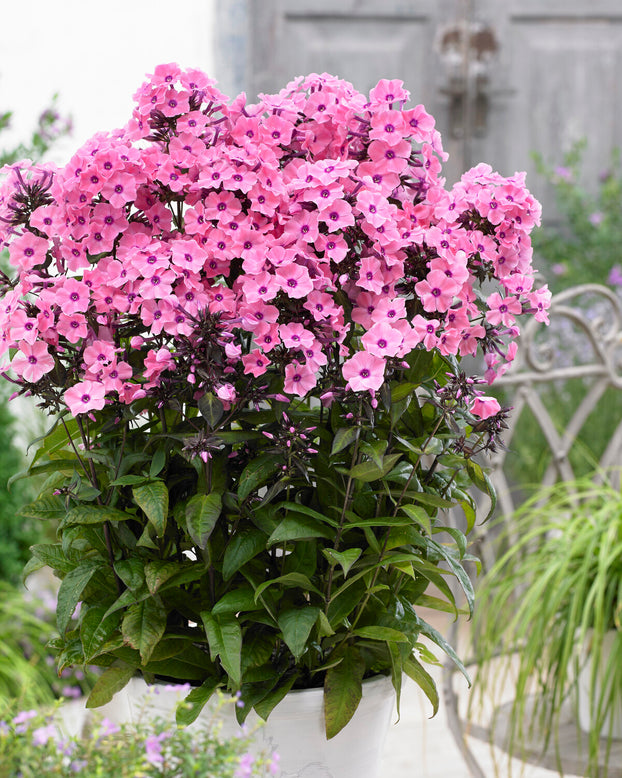 Phlox 'Sweet Summer Dream'