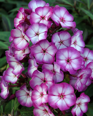 Phlox 'Sweet Summer Fantasy'