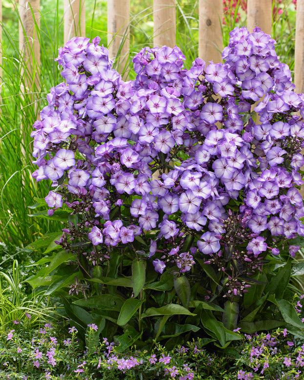 Phlox 'Sweet Summer Fantasy'