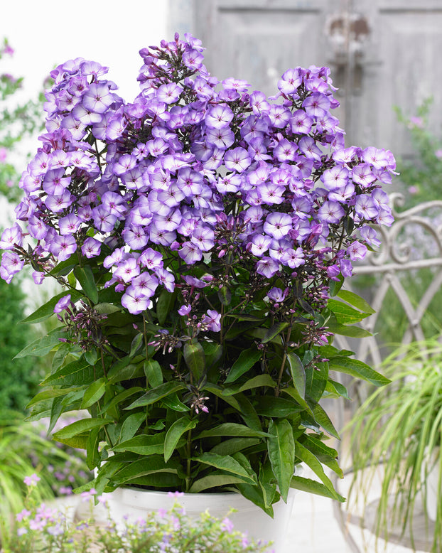 Phlox 'Sweet Summer Fantasy'