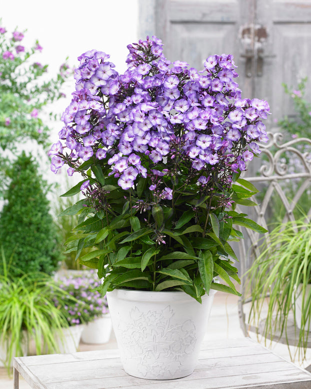 Phlox 'Sweet Summer Fantasy'