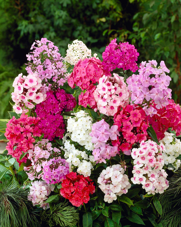 Phlox 'Sweet Summer Mix'