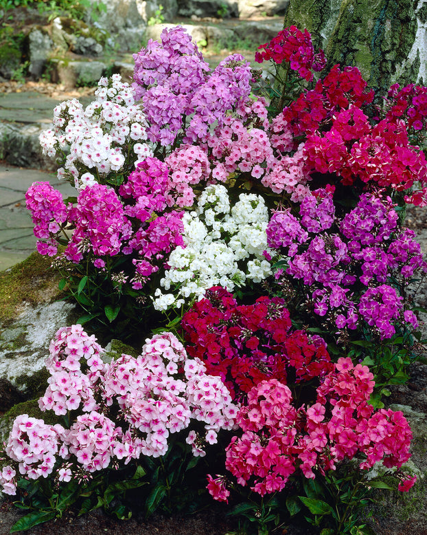 Phlox 'Sweet Summer Mix'