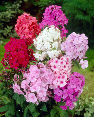 Phlox 'Sweet Summer Mix'