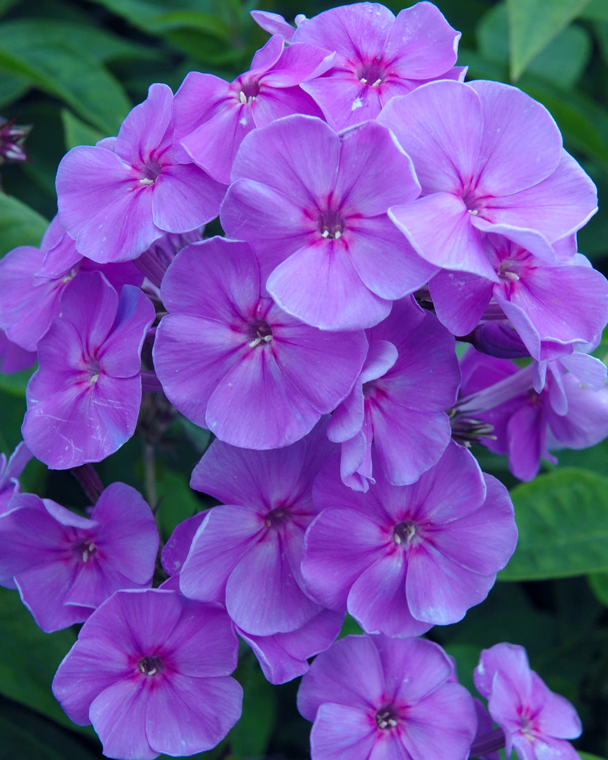 Phlox 'Sweet Summer Ocean'