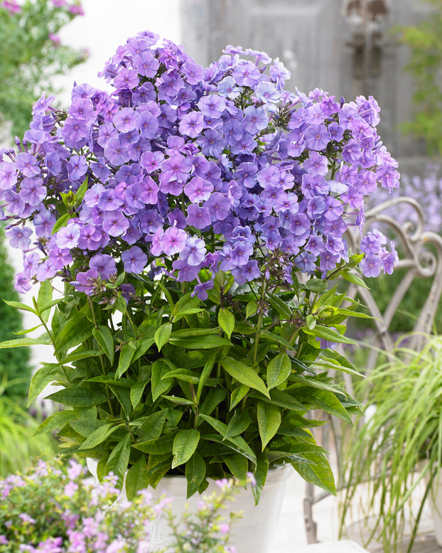 Phlox 'Sweet Summer Ocean'