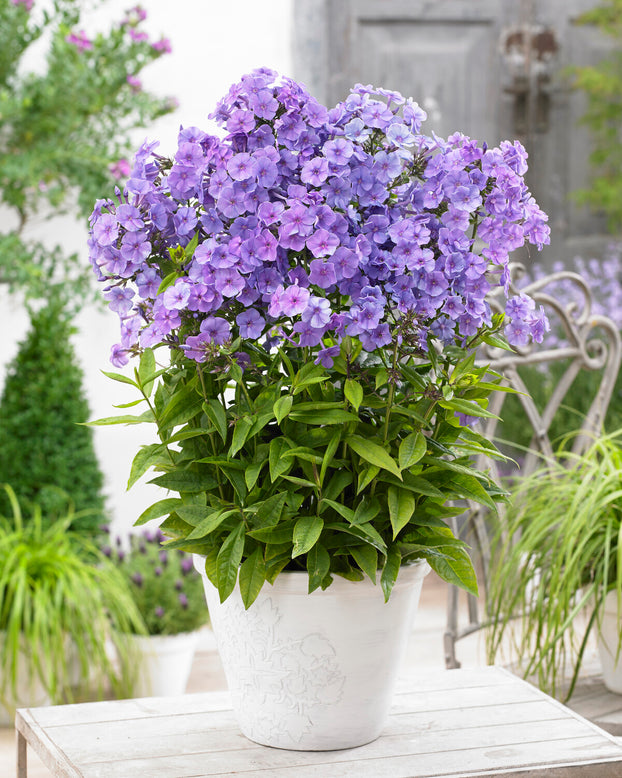 Phlox 'Sweet Summer Ocean'