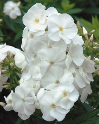 Phlox 'Sweet Summer Snow'