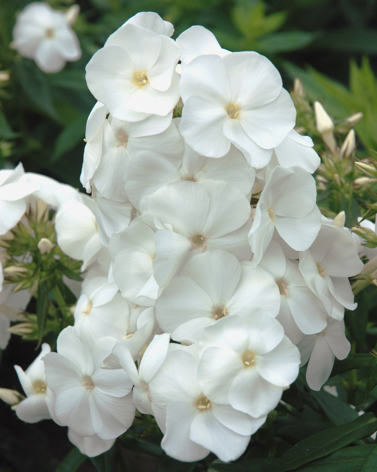 Phlox paniculata 'Sweet Summer Snow' bare roots | Buy online at Farmer ...