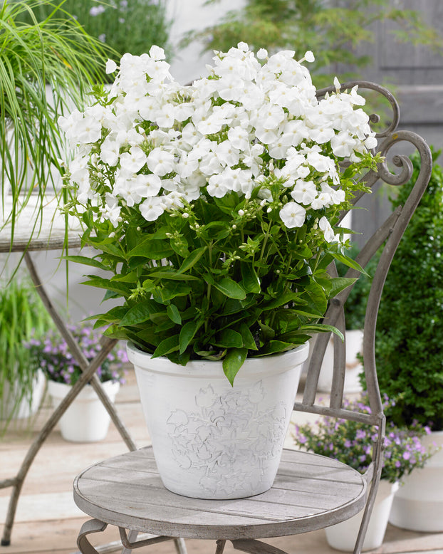 Phlox 'Sweet Summer Snow'