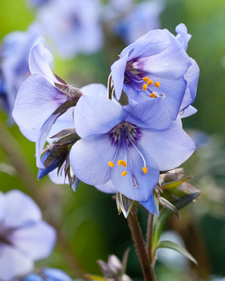 Polemonium 'Heaven Scent'