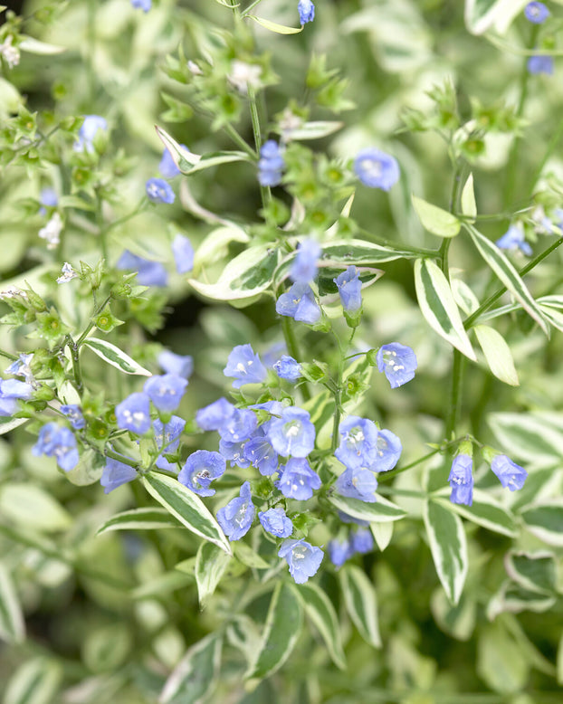 Polemonium 'Stairway to Heaven'