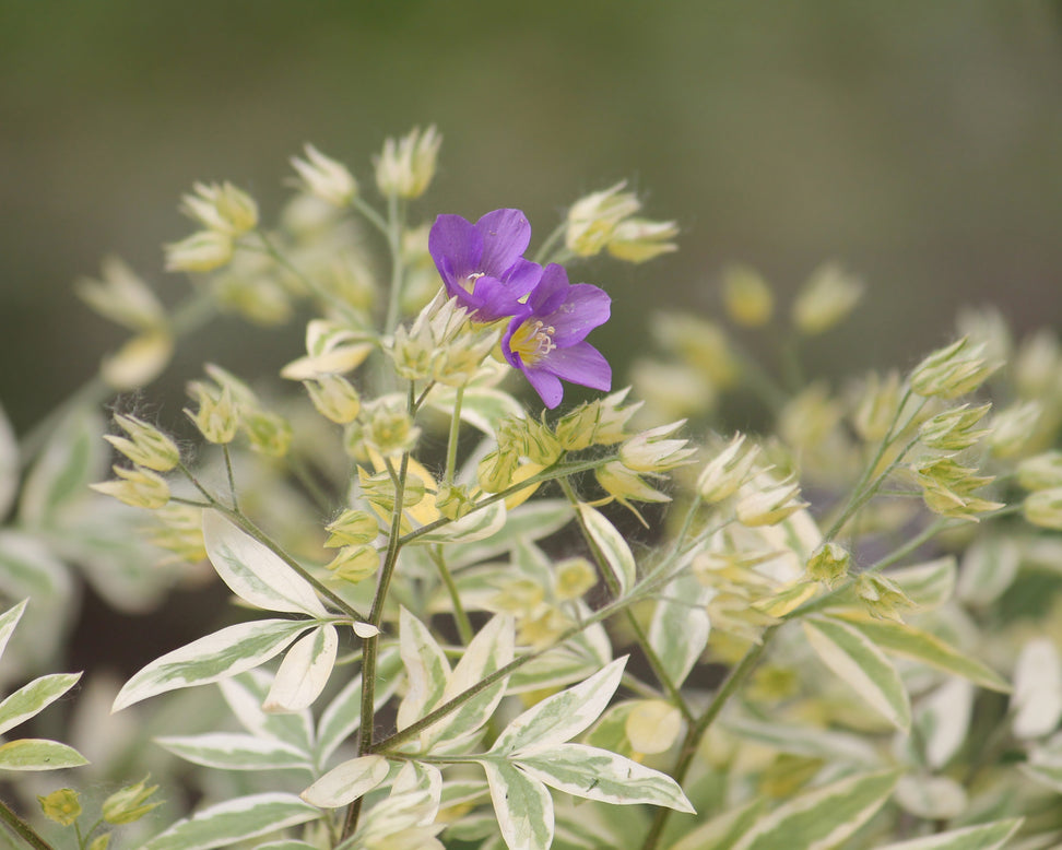 Polemonium 'Stairway to Heaven'