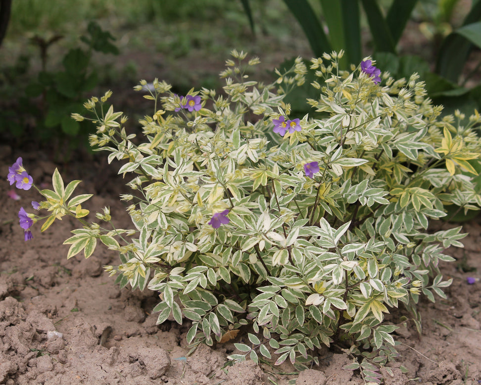 Polemonium 'Stairway to Heaven'