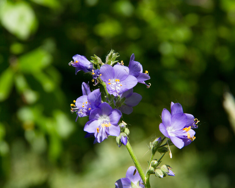 Polemonium 'Stairway to Heaven'