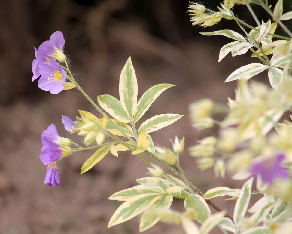 Polemonium 'Stairway to Heaven'