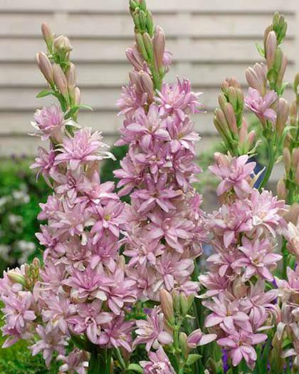 Polianthes 'Pink Sapphire'