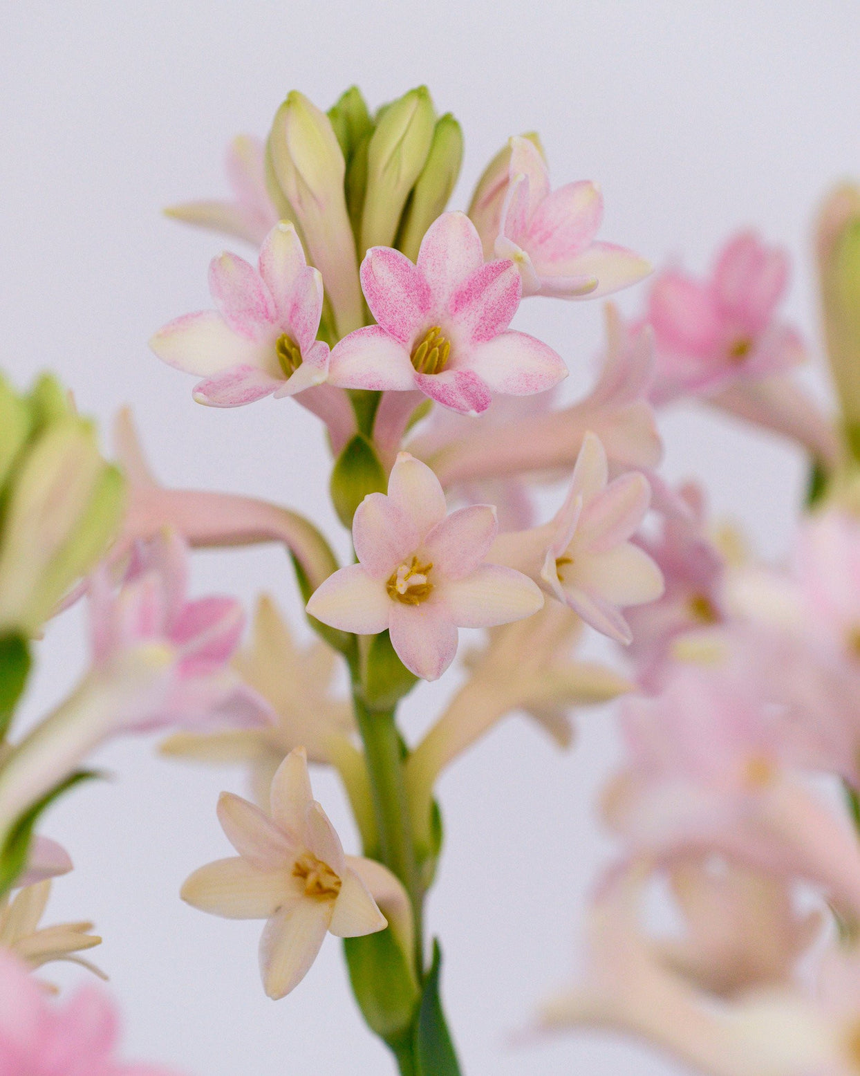 Polianthes tuberosa 'Sensation' Bulbs — Buy pink Tuberoses online at