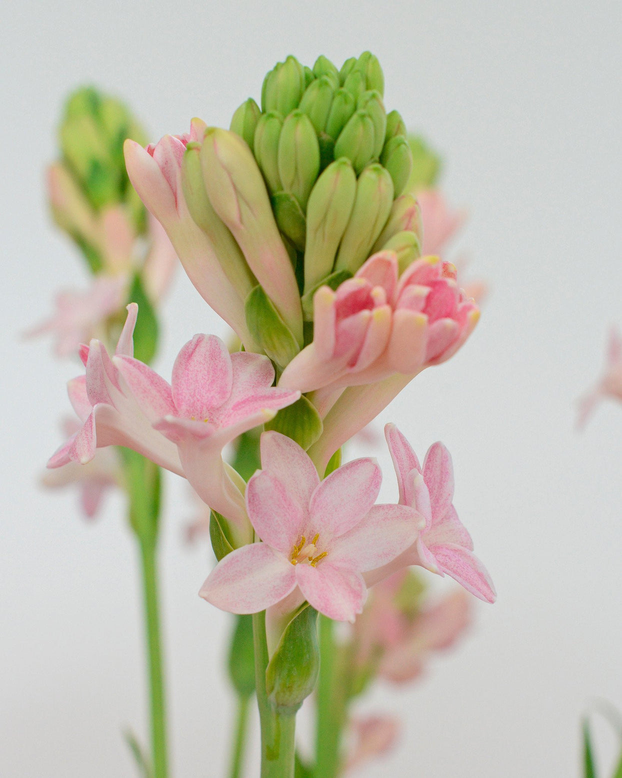 Polianthes tuberosa 'Sensation' Bulbs — Buy pink Tuberoses online at