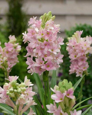 Polianthes 'Sensation'