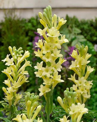 Polianthes 'Super Gold'