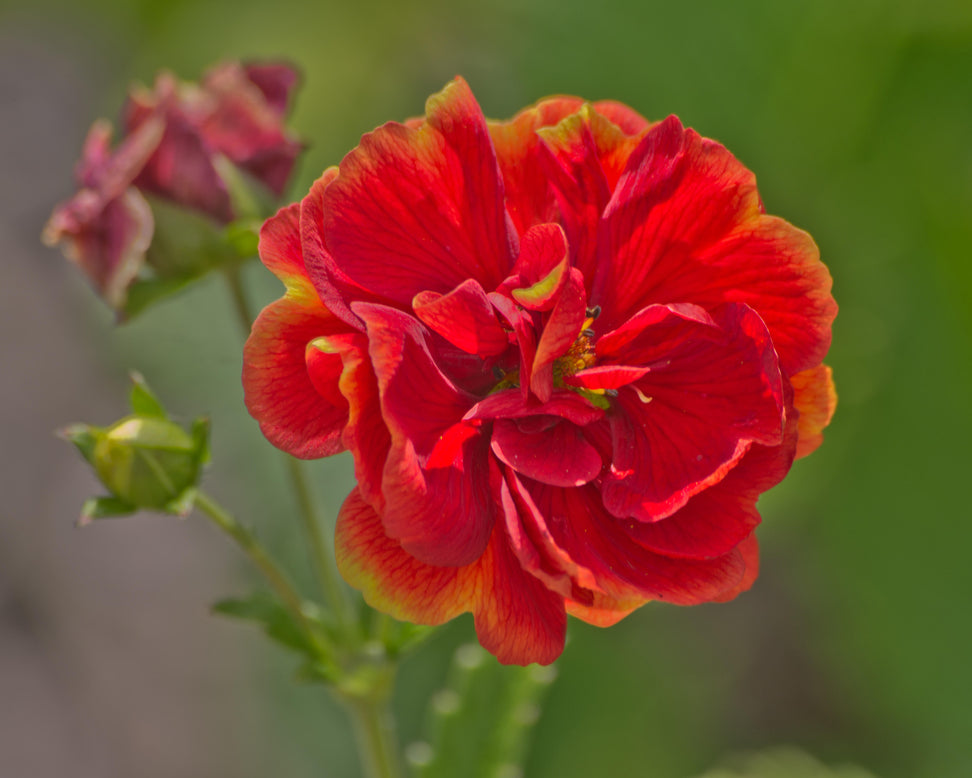 Potentilla 'Arc-en-ciel'