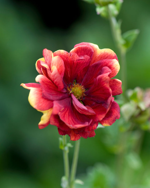 Potentilla 'Arc-en-ciel'