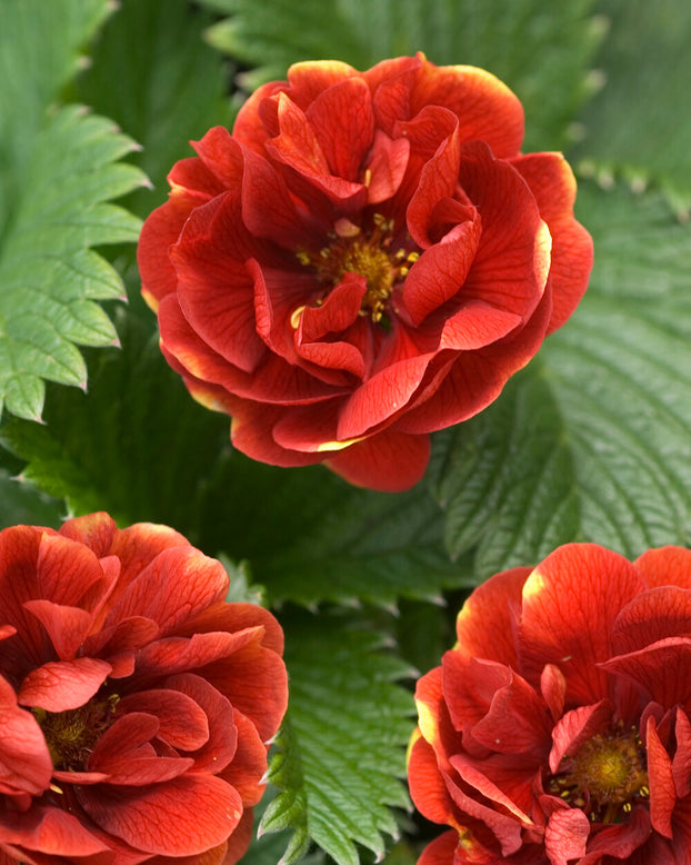 Potentilla 'Arc-en-ciel'