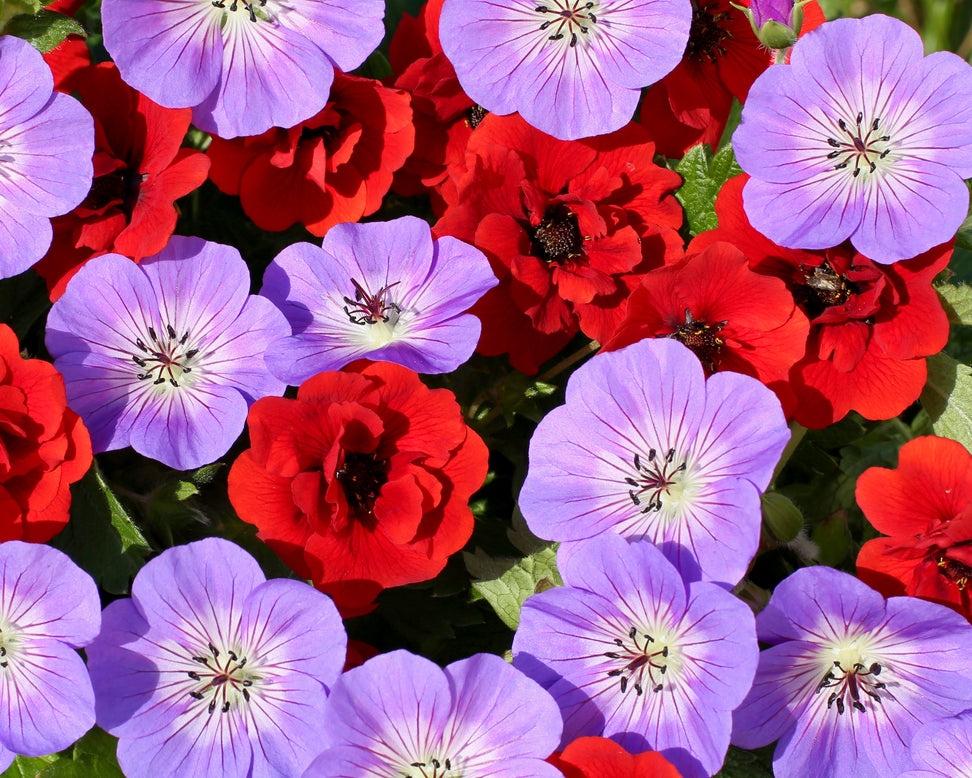 Potentilla 'Arc-en-ciel'