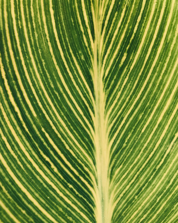 Canna 'Lush Leaves'