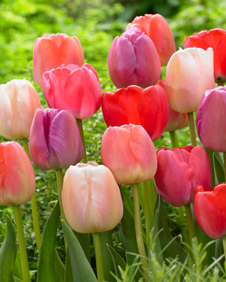 Tulip collection 'Pride Mix'