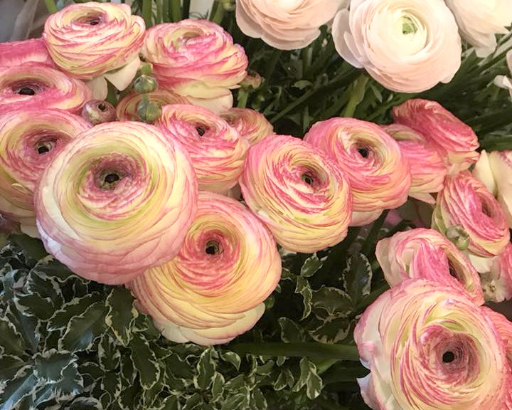 Ranunculus 'Elegance® Bianco Sfumato'