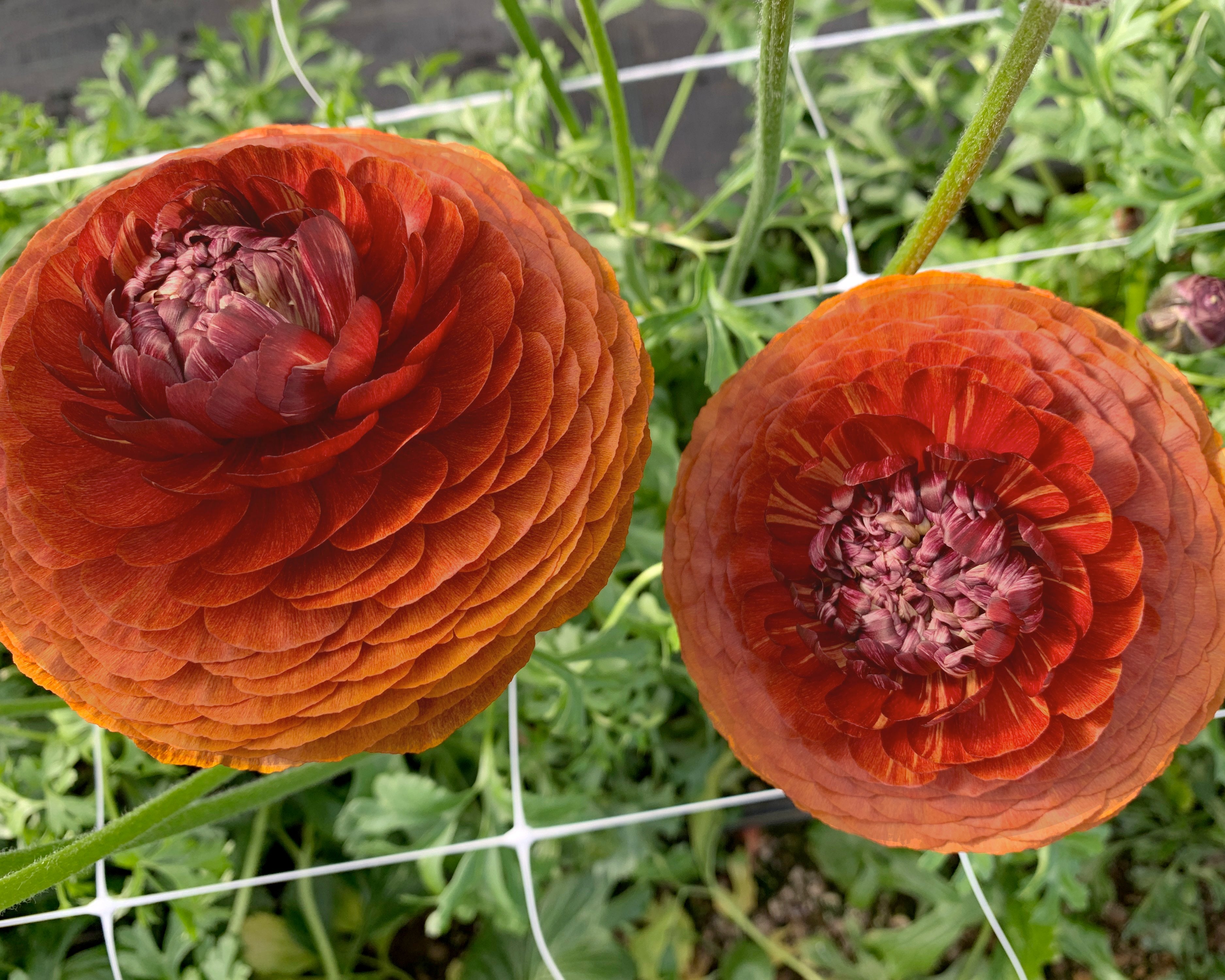 Elegance Rococo Ranunculus Italian Ranunculus 'Elegance® Cioccolato' | Buy brown ranunculi online ...