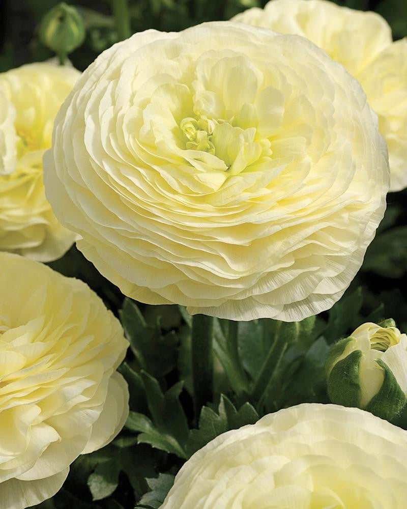Creama Ranunculus Italian Ranunculus 'Elegance® Crema' — Buy online at Farmer Gracy UK