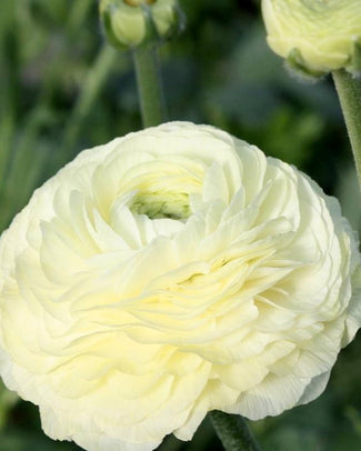 Ranunculus 'Elegance® Crema'
