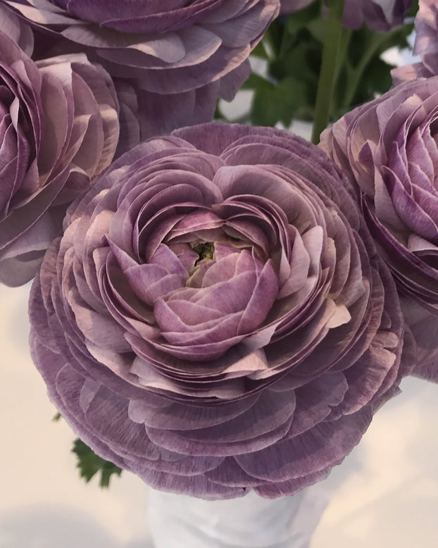 Ranunculus 'Elegance® Malva'