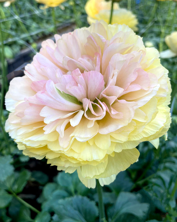 Ranunculus 'Elegance® Pastello'