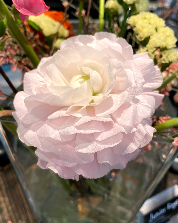 Ranunculus 'Elegance® Pastello'